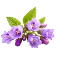 Allantoin