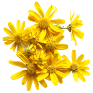 Arnica