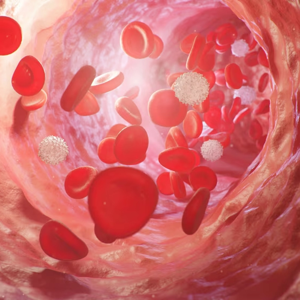 Illustration of healthy blood flow through vessels